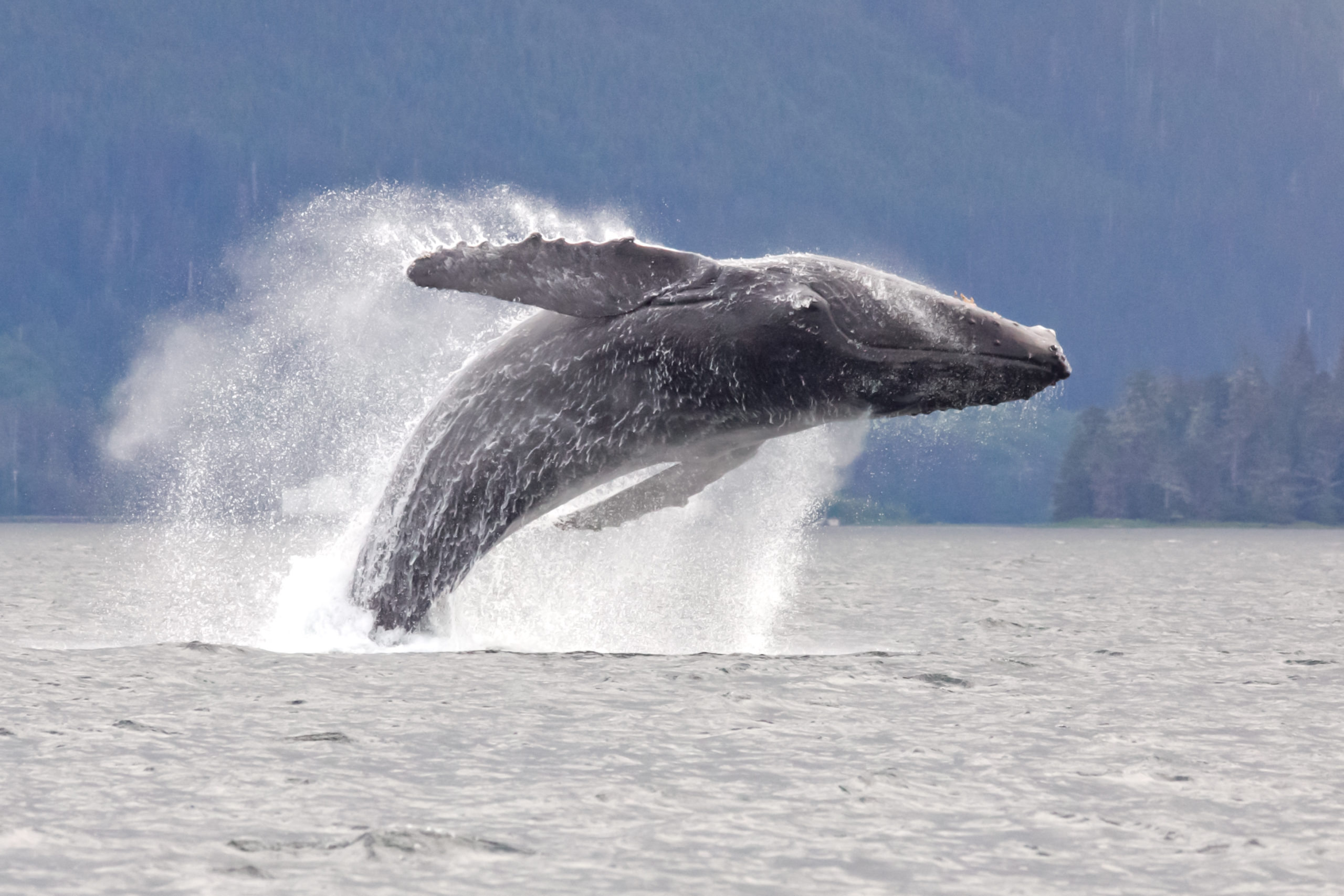 Breaching whale, marine mammal