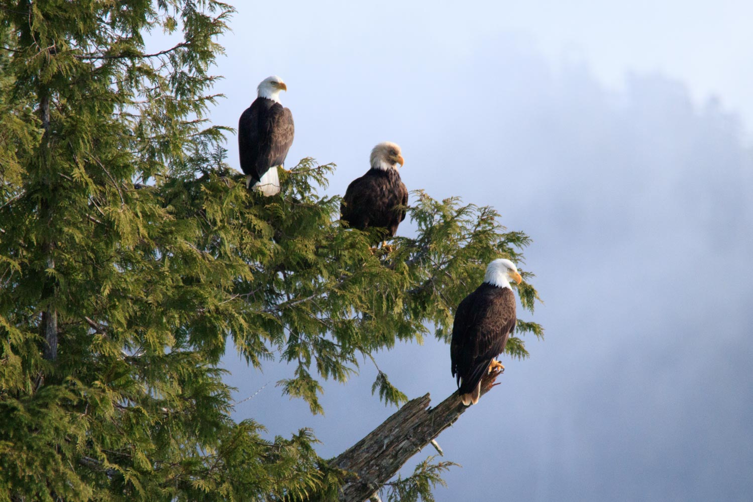 Bald eagle, bird, tree, sky