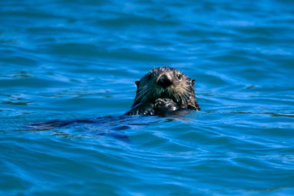 sea otter, animal